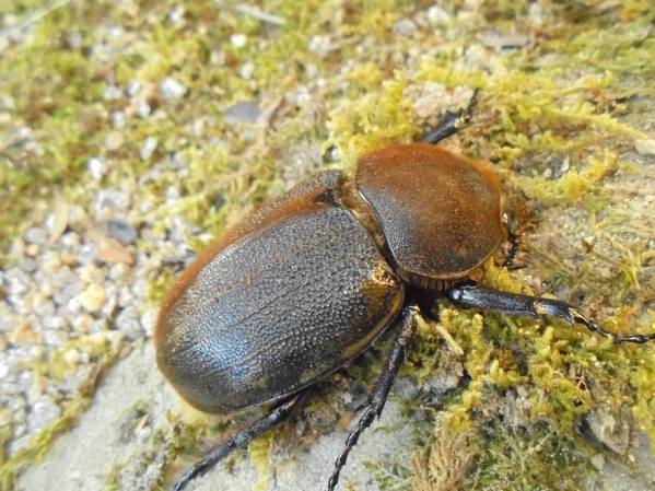 ★★ヘラクレス・ヘラクレス♀７２ｍｍ単品★★