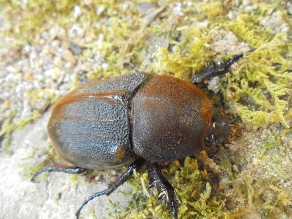 ★★ヘラクレス・ヘラクレス♀７２ｍｍ単品★★