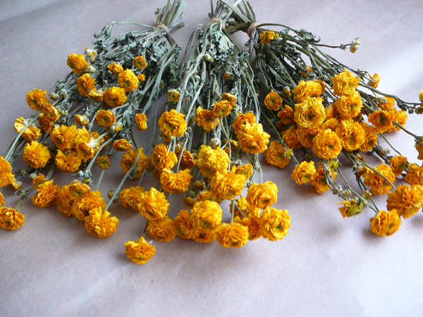 ▲▲▲北の花遊▲▲▲ラナンキュラスゴールドコイン６０本g7-15