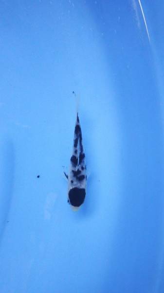 『我ら～勝負鯉♪』 浩祐 黒丹頂三色 当歳 珍！！！