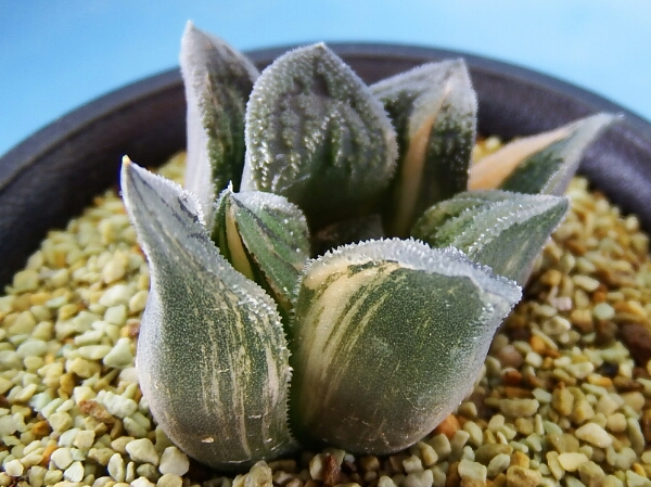 ○多肉植物○ ハオルチア 毛羽トルンカータ | ESIASON.ORG