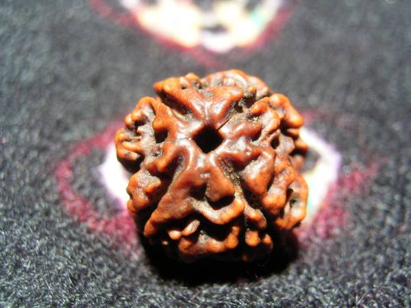 最後の一個 Rudraksha ルドラクシャ 金剛菩提樹 レア 4面 数珠 工芸品