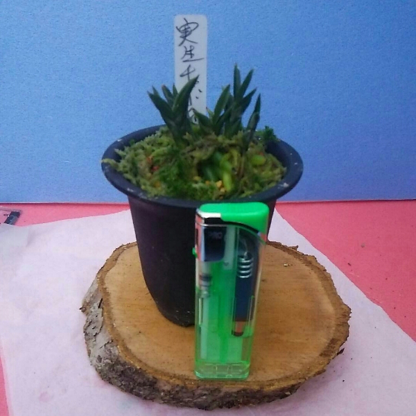 春蘭 実生チャボ系5本立 ラスト前 （寒蘭・えびね・エビネ）