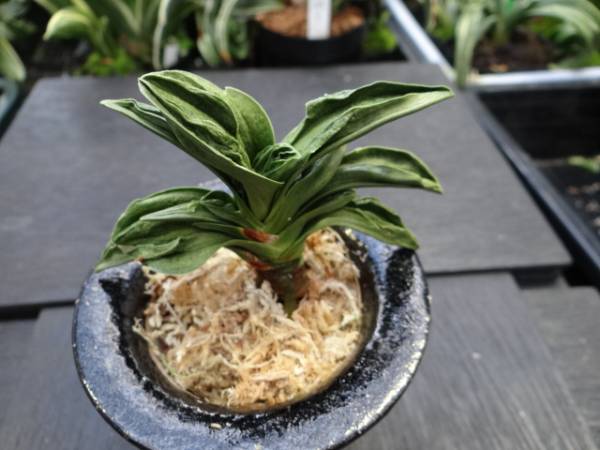 万年青 力和（青) Flower Gardening Seedling 【公式通販】