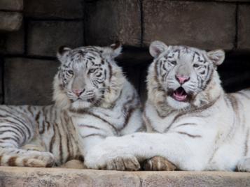 【入園もOK・乗り物もOK】東武動物公園フリーパス4枚　激安！！