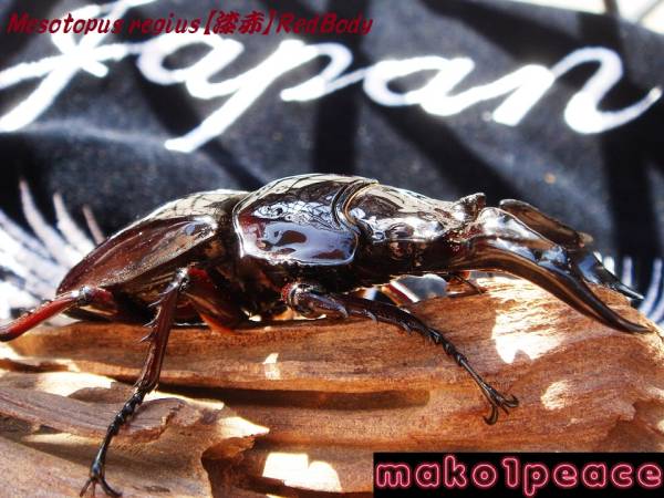 ∞Ｍ.レギウス【漆赤】赤茶眼血統♂７９㎜即戦力∞