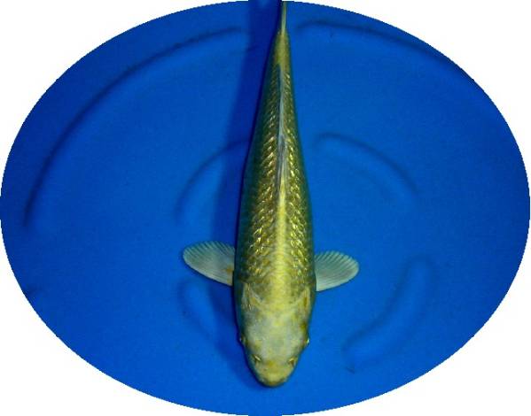 プロが選んだ鯉100選　優秀品　Ｎo 2-12　銀鱗山吹黄金　40ｃｍ
