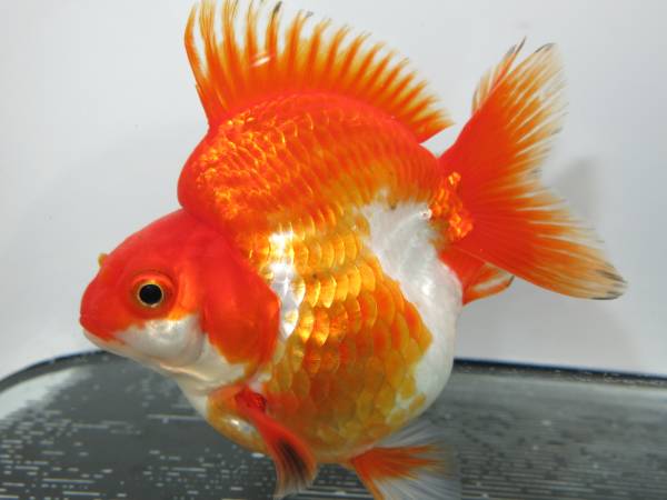 セレクト上物だるま琉金 ・更紗個体12cm前後(6-2)