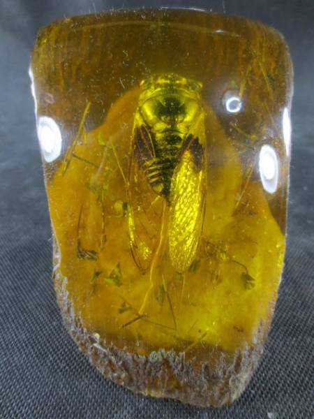 【黒龍】琥珀 蜜蝋 金蝉 琥珀 根付 極珍 極上質美品l22