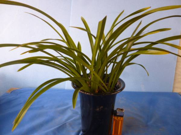 山野草　東洋ラン　キンリョウヘン　花芽2個　②　　