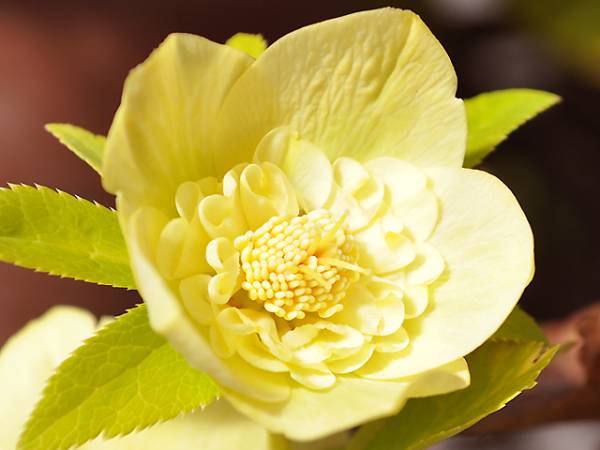 A-369★ SD　ゴールド セミダブル ★クリスマスローズ★開花