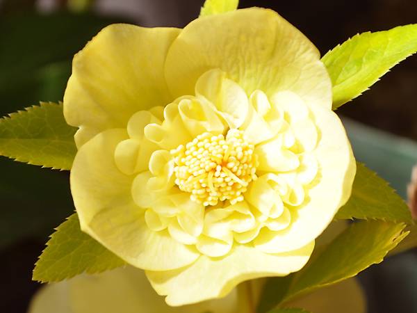 A-369★ SD　ゴールド セミダブル ★クリスマスローズ★開花