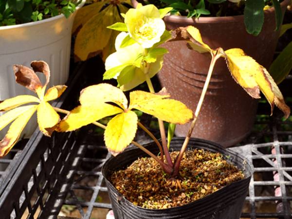 A-369★ SD　ゴールド セミダブル ★クリスマスローズ★開花