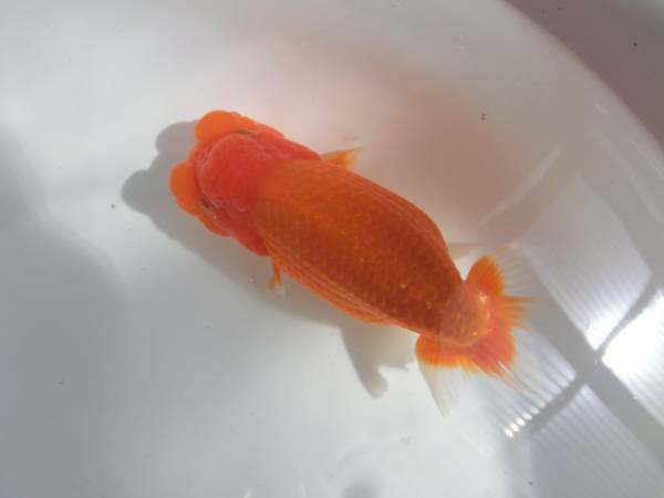 ★やまらん★　本命　　黒仔　２０匹　　　no.８