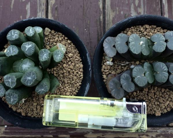 ハオルチア 多肉 稲妻万象 玉扇 二連 まとめて