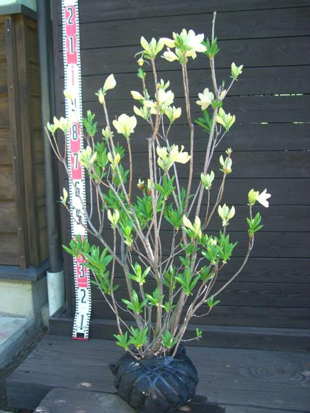 【送料無料】　キレンゲツツジ　【黄蓮華躑躅】　良形良株