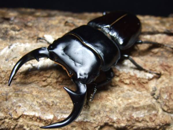 ★大型！南ベトナム クルビデンス ssp♂７７ｍｍペア★