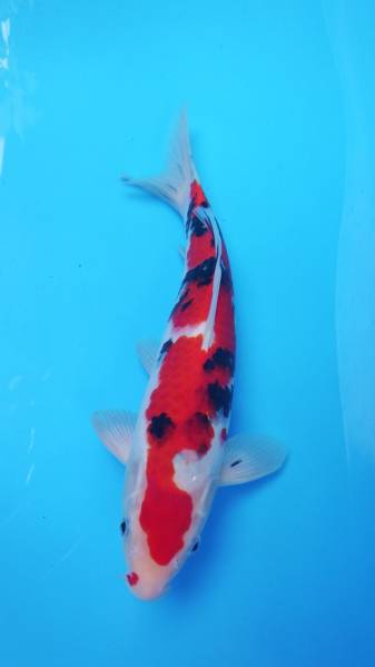 『我ら～勝負鯉♪』 浩祐 松之助三色 34cm 極紅