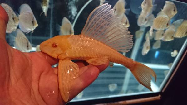 アルビノセルフィンプレコ