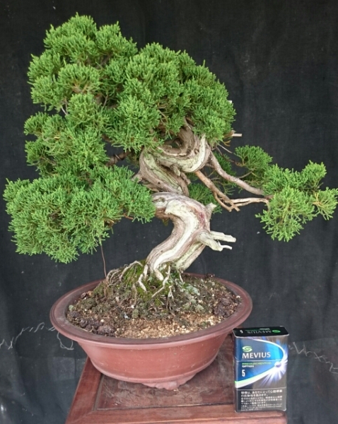 盆栽　糸魚川真柏　樹高32cm