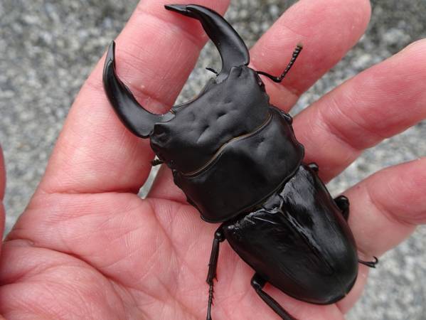 ■■CHAVEZ-Q大型ペア■■G-STYLE