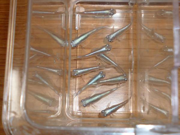 ◎泉州南【青幹之スーパー光　１０匹】