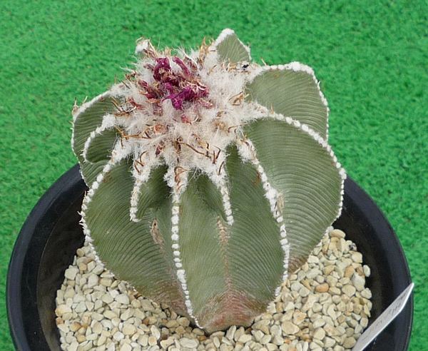 サボテン、多肉植物 ヒントニー-15 観葉☆多肉植物☆サボテン