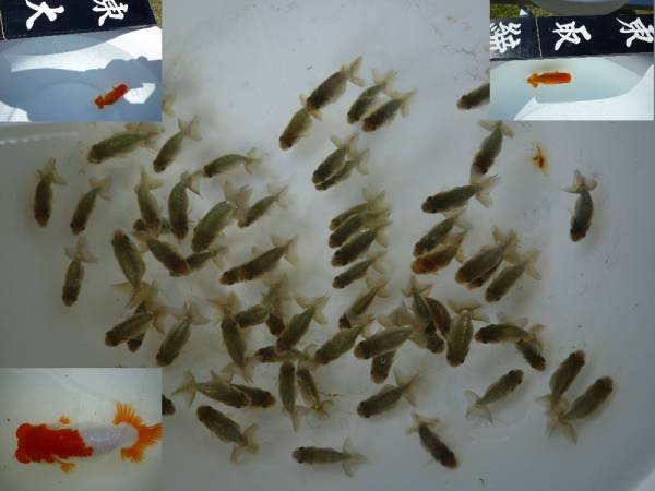 【三蘭夢】特上種 　黒仔２５匹+αセット　NO，８　発送日限定