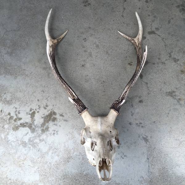 日本鹿の角・頭部（頭蓋骨）_1