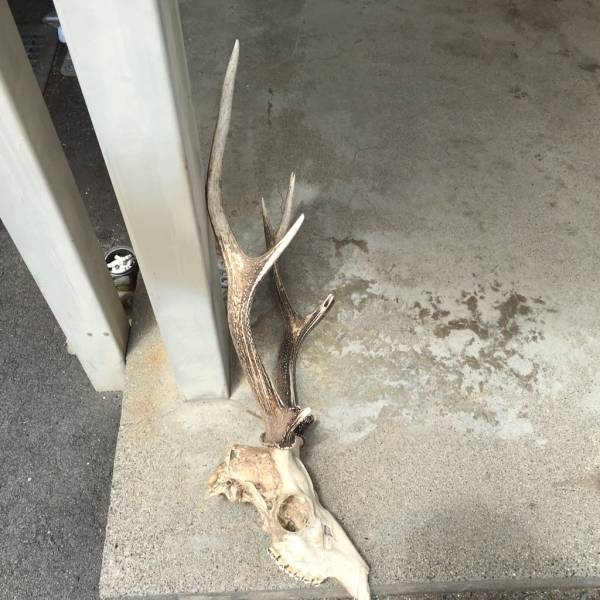 日本鹿の角・頭部（頭蓋骨）_2