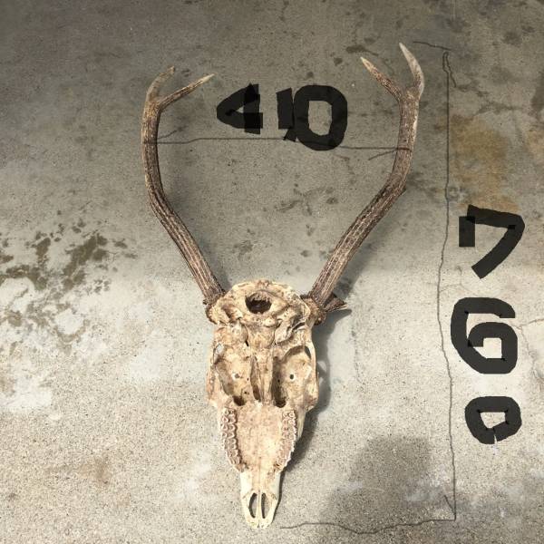 日本鹿の角・頭部（頭蓋骨）_3