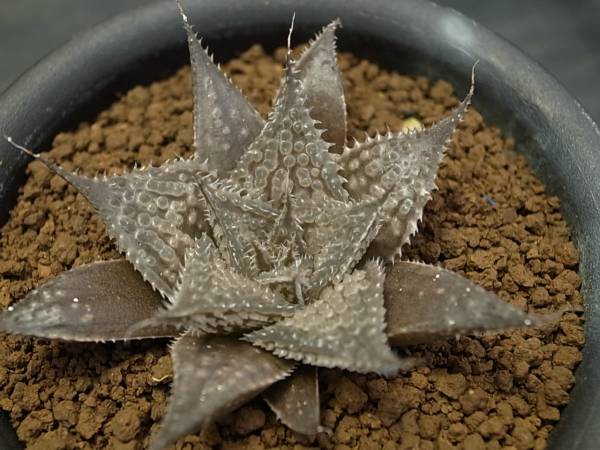 v(^0^)v ハオルチア “バディア×ディモルフォイデス”