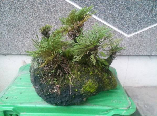 盆栽 イワヒバ 寄せ植え 岩松 富士山溶岩石岩松の入札履歴 - 入札者の順位