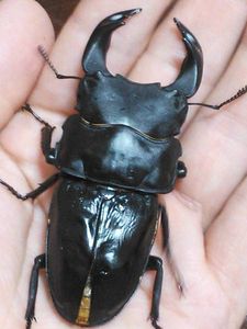 極太オオクワガタ即ブリトリオ（オス1メス2）No8