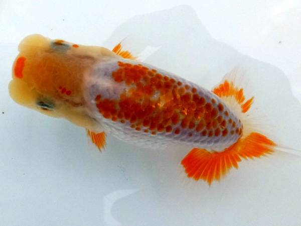 ●浜松　鈴木和男氏系統魚　当歳魚 　９㎝・雄●　①　 動画