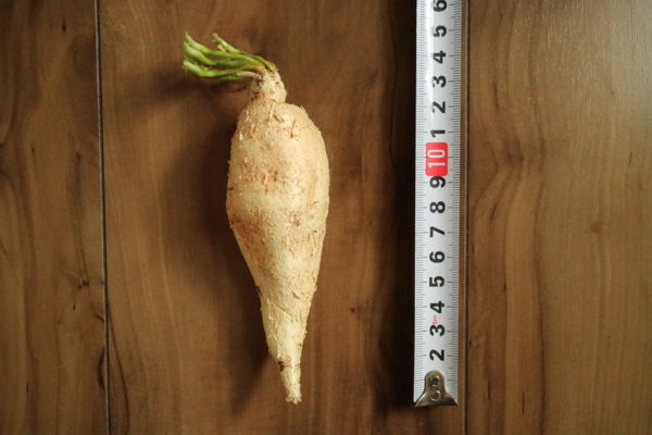 Euphorbia stellata 飛竜 ユーフォルビア ステラータ