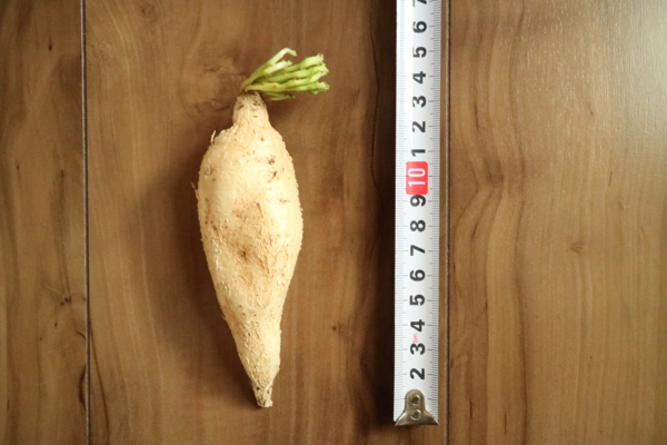 Euphorbia stellata 飛竜 ユーフォルビア ステラータ