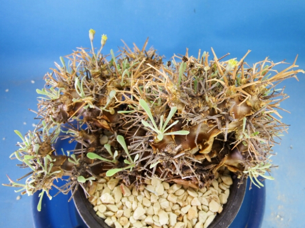 サボテン 多肉植物　92　Othonna euphorbioides　　　　