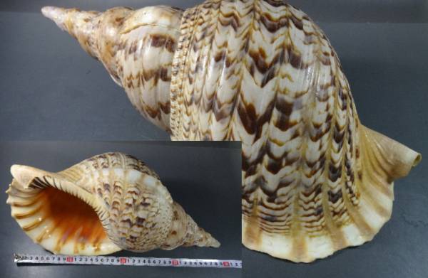 法螺貝 特大 40cm : ホラ貝 Kaiショップ 三島屋楽器 - 41センチ
