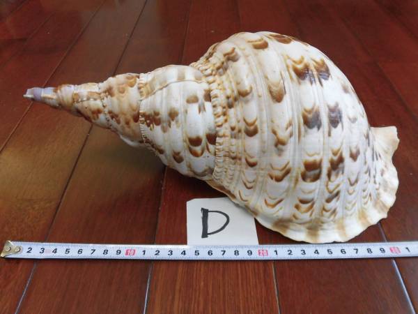 ★沖縄天然　法螺貝　ほら貝 ★　約32㎝　660ｇ　Ｄ★