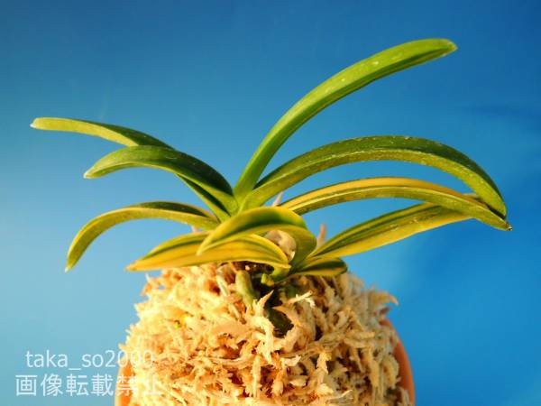 T・I 【雲海の縞の子】 富貴蘭 お宝 夢 男のロマン