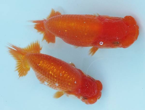 ファミリー☆らんちゅう☆当歳１１．０～１１．０ｃｍ（１７８）