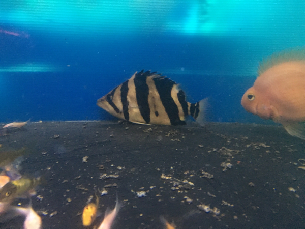ダトニオ・プラスワン<熱帯魚解説> AQUALASSIC - ダトニオは全部 