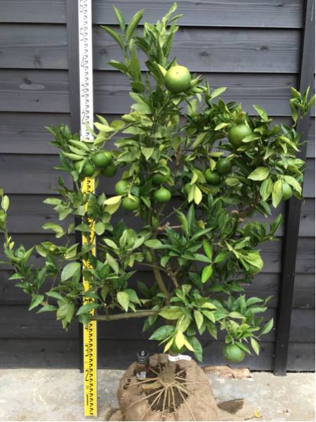 柑橘 果樹苗 実付き 極早生みかん 宮本 特大苗!! みかん 柑橘 極早生 通販 豊福早生 品種の通販