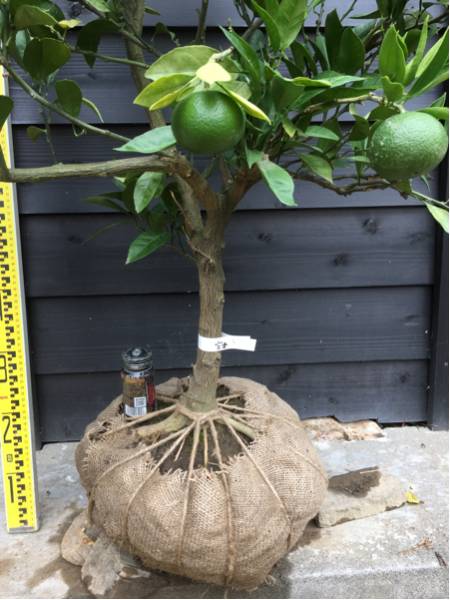 柑橘 果樹苗 実付き 極早生みかん 宮本 特大苗!! みかん 柑橘 極早生 通販 豊福早生 品種の通販