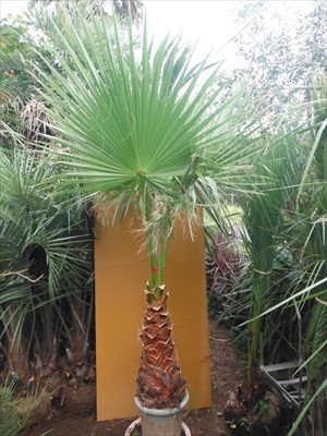 ワシントンヤシ | ヤシ 観葉植物 ヤシの木のあるお庭 GARDEN* ヤシの木 