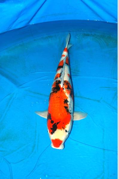 ★▲★錦鯉　極上魚　昭和三色　70cm★▲★　品評会用
