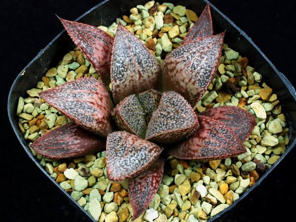 多肉植物　ハオルチア　シルバーミスト