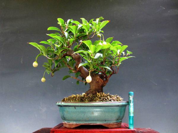 福助　エゴの木　樹高２３㎝　実成り　模様素材　９Ｂ１５４４９