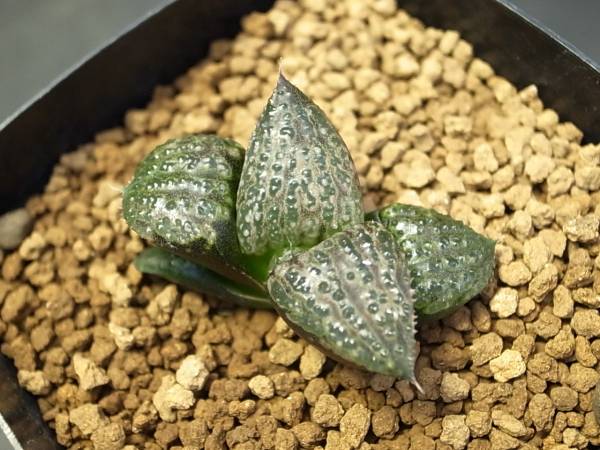 v(^0^)v ハオルチア “吉池大型スプレンデンス”